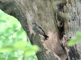 Spotted Flycatcher, Broadmoor (S Gale).