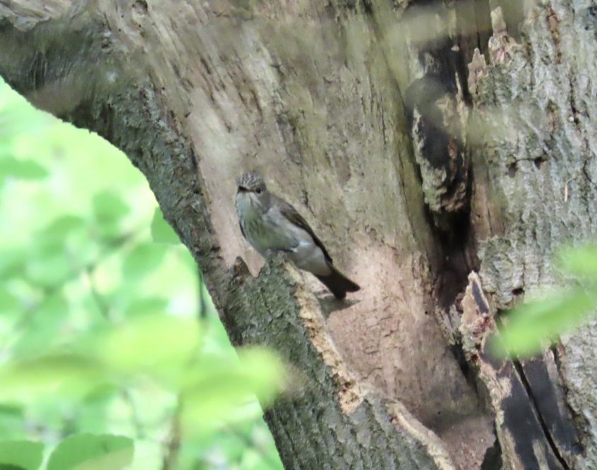 Spotted Flycatcher, Broadmoor (S Gale).