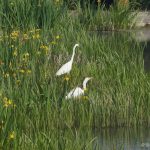 Great Egrets, London Wetland Centre (S Patel).