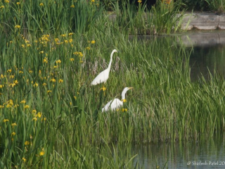 Great Egrets, London Wetland Centre (S Patel).