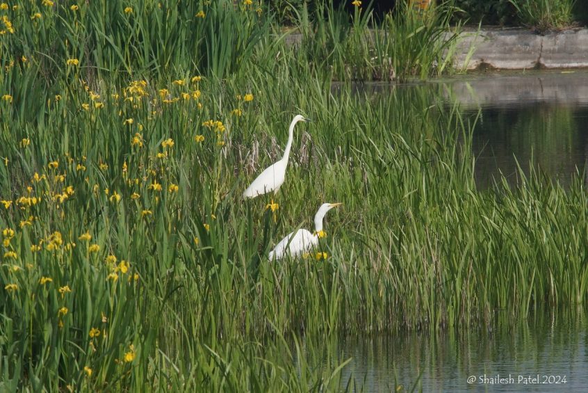 Great Egrets, London Wetland Centre (S Patel).