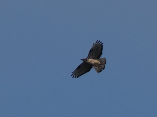 Honey Buzzard, Whitmoor Common (M Jones).