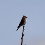 Spotted Flycatcher, Holmethorpe SP (G Hay).