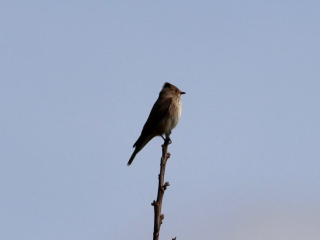 Spotted Flycatcher, Holmethorpe SP (G Hay).