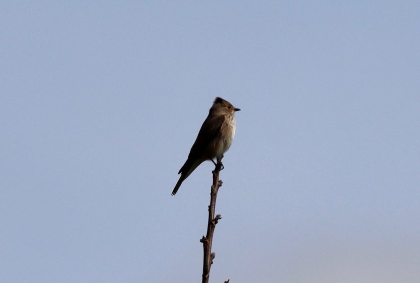 Spotted Flycatcher, Holmethorpe SP (G Hay).