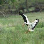 White Stork, Pyrford (M Leitch).