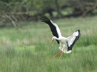 White Stork, Pyrford (M Leitch).