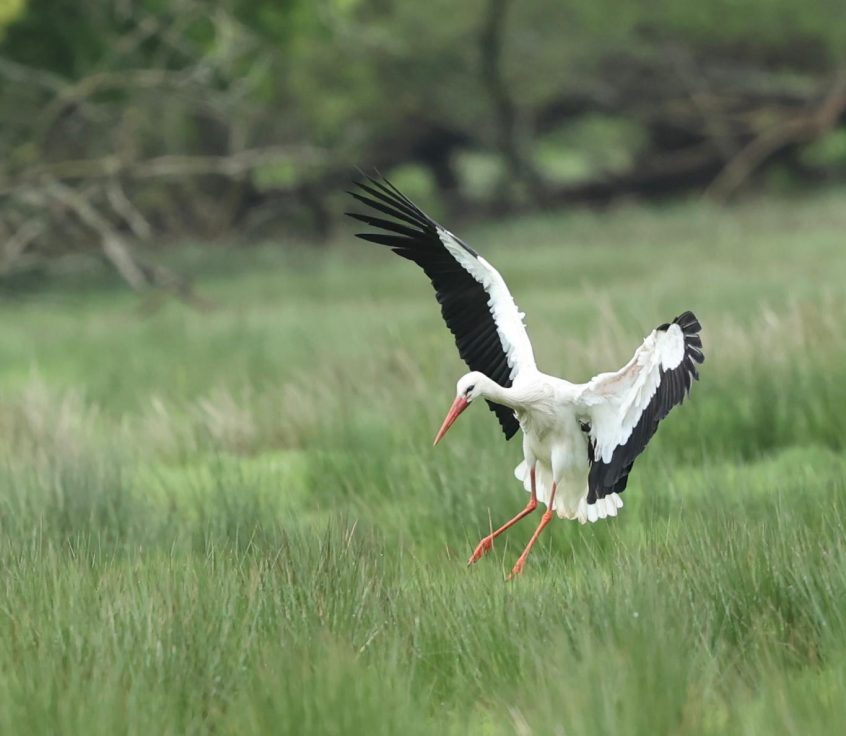 White Stork, Pyrford (M Leitch).