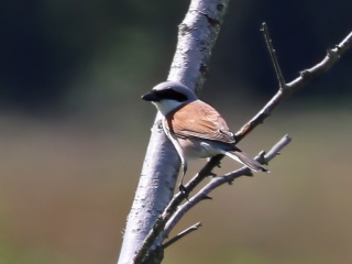 Red-backed Shrike, Thursley Common (S Ferguson).