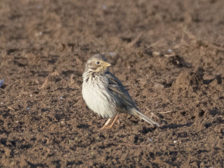 Corn Bunting, Shackleford (E Stubbs).