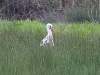 White Stork, Pyford (M Kettell).