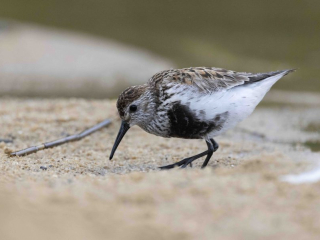 Dunlin, Frensham Great Pond (D Brassington).