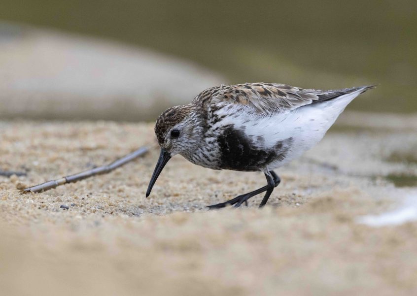 Dunlin, Frensham Great Pond (D Brassington).