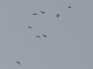 Kittiwakes, Bankside (R Braddock).