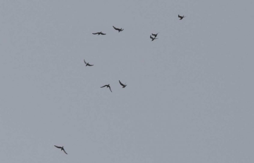 Kittiwakes, Bankside (R Braddock).