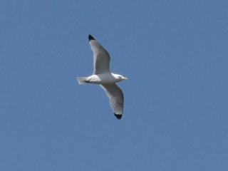 Kittiwake, Tate Modern (R Braddock).