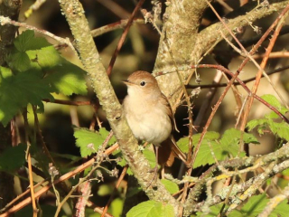 Nightingale, Holmethorpe SP (G Hay).