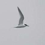 Sandwich Tern, Enton Lakes (E Stubbs).
