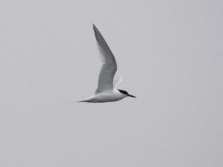 Sandwich Tern, Enton Lakes (E Stubbs).