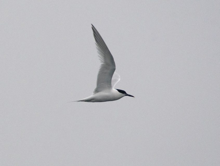 Sandwich Tern, Enton Lakes (E Stubbs).