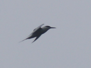 Sandwich Tern, Unstead SF (K Britten).