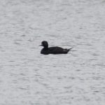 Common Scoter, Frensham Little Pond (E Stubbs).