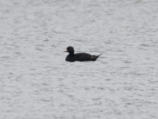 Common Scoter, Frensham Little Pond (E Stubbs).