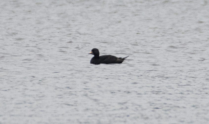 Common Scoter, Frensham Little Pond (E Stubbs).