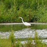 Great Egret, Merstham (G Hay).