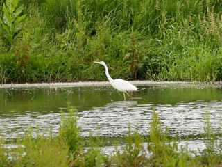 Great Egret, Merstham (G Hay).