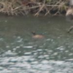 Black-necked Grebe, Holmethorpe SP (G Hay).