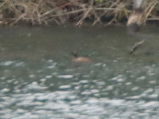 Black-necked Grebe, Holmethorpe SP (G Hay).