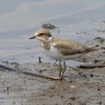 Little Ringed Plover, Richmond Park (N Jackman).