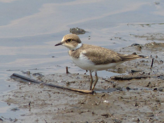 Little Ringed Plover, Richmond Park (N Jackman).