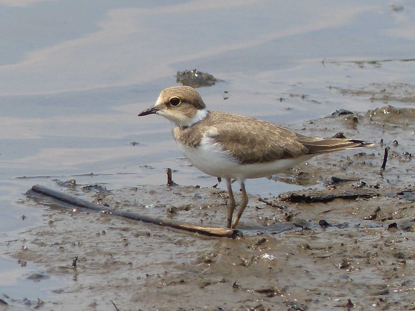 Little Ringed Plover, Richmond Park (N Jackman).