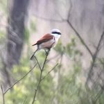 Red-backed Shrike, Thursley Common (S Allen).