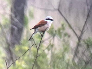 Red-backed Shrike, Thursley Common (S Allen).