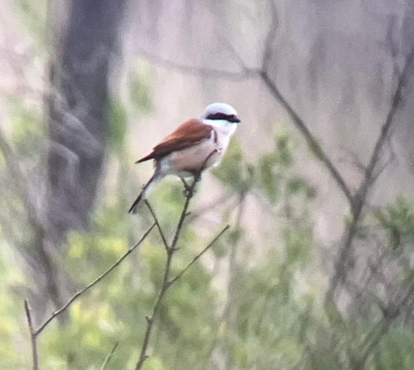 Red-backed Shrike, Thursley Common (S Allen).