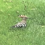 Hoopoe, Farncombe (J Wood).