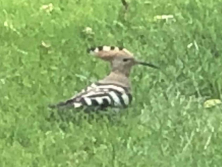 Hoopoe, Farncombe (J Wood).