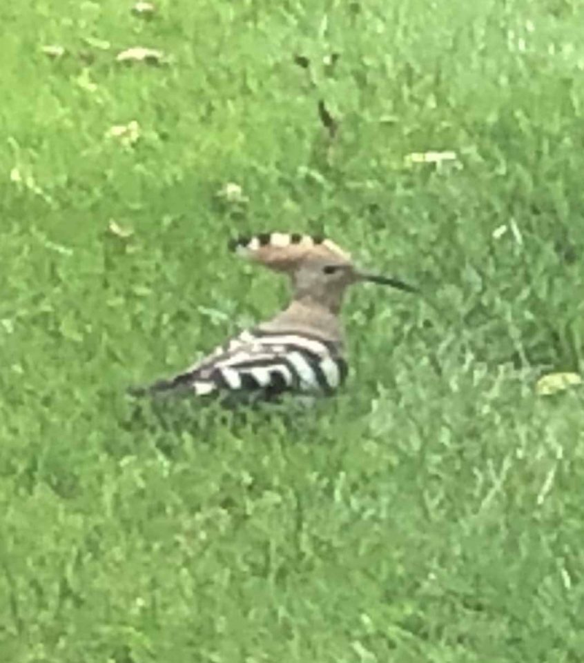 Hoopoe, Farncombe (J Wood).