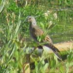 Turtle Dove, Beddington Farmlands (I Jones).