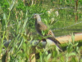 Turtle Dove, Beddington Farmlands (I Jones).