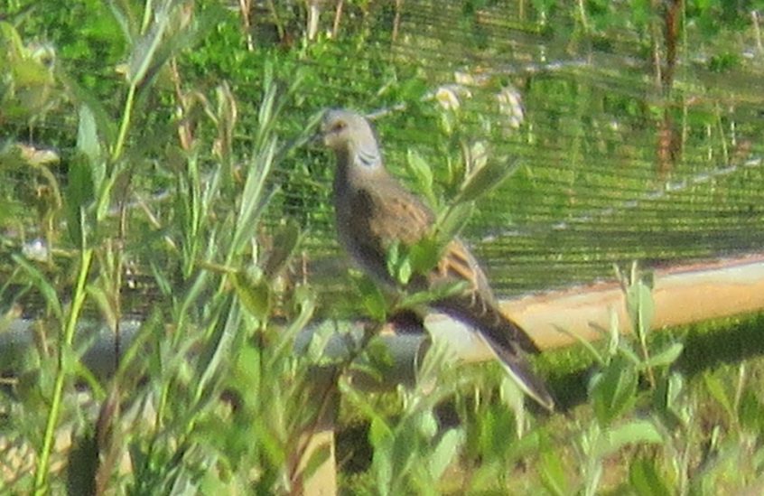 Turtle Dove, Beddington Farmlands (I Jones).