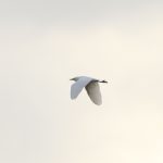 Cattle Egret, West Molesey (D Harris).