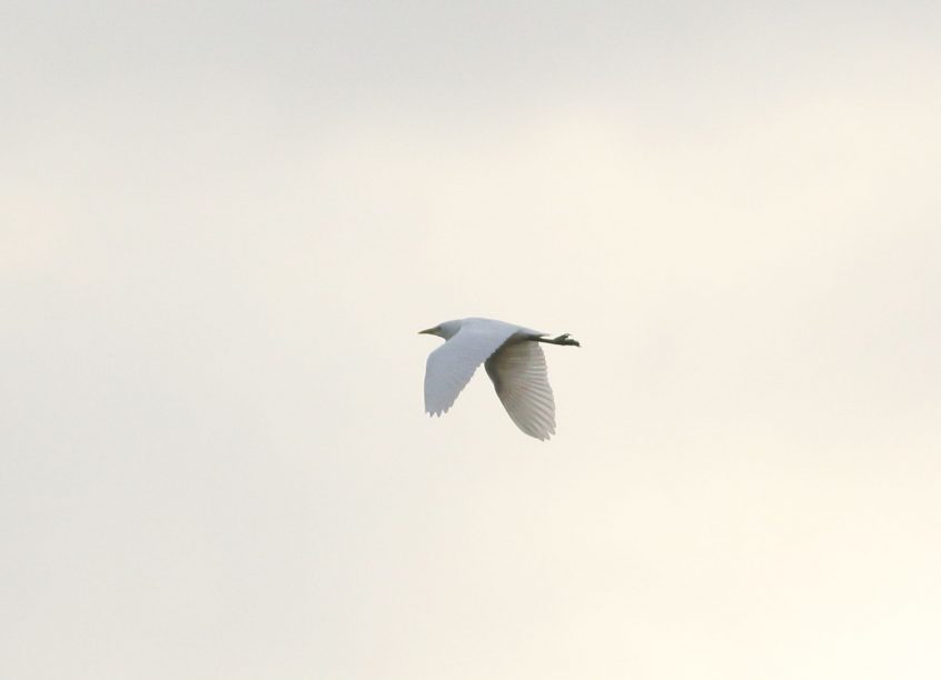Cattle Egret, West Molesey (D Harris).