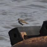 Common Sandpiper, Tate Modern (R Braddock).