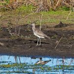 Whimbrel, Tice's Meadow (C Varndell).