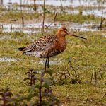 Black-tailed Godwit, Tice's Meadow (C Varndell).