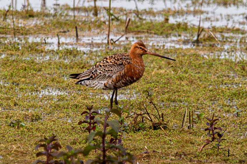 Black-tailed Godwit, Tice&#039;s Meadow (C Varndell).